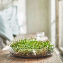 ŚWIECZKA ZAPACH śmieszny prezent ŚWIĘTY SPOKÓJ świeża trawa PREZENT